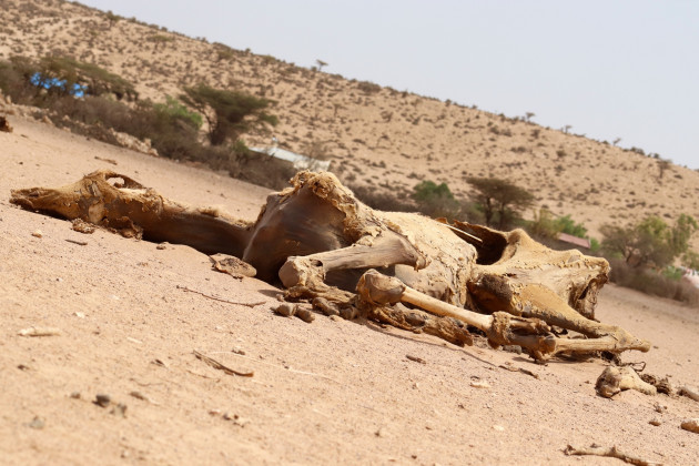 Animal carcass on the side of the road in Somalialnd