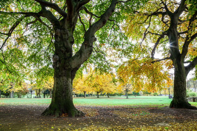 image-of-autumn-in-the-park-with-golden-leaves-on-the-ground-uk