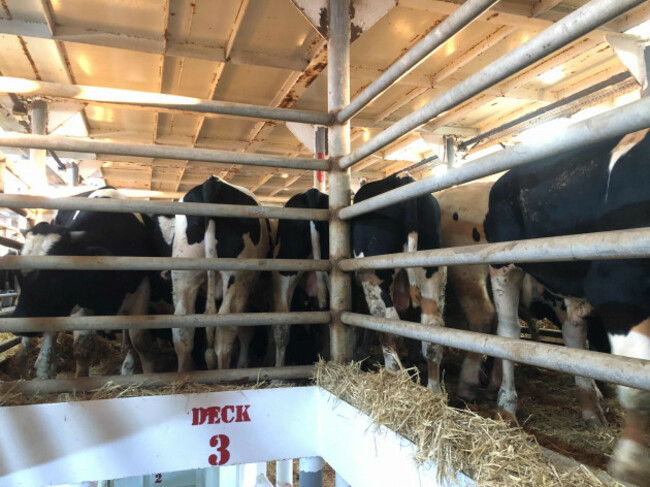 Legs and rears of black and white Irish cattle standing on straw behind metal bars on a ship