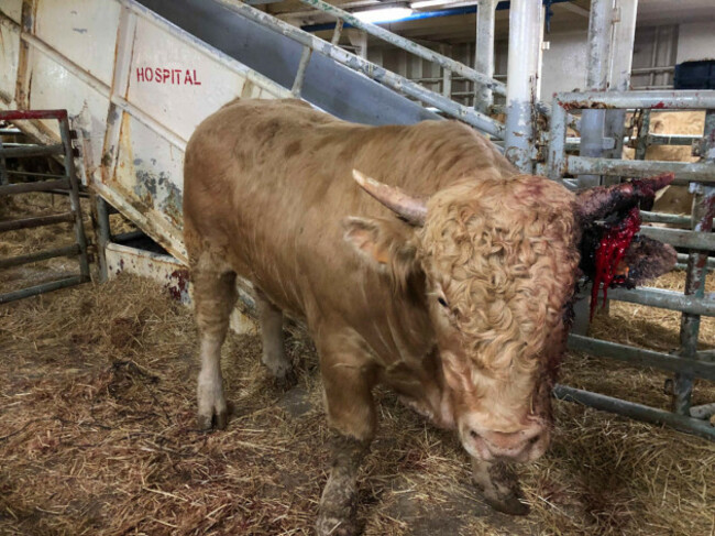 A brown french bull with a broken and bloody horn standing on straw on a ship with metal gates in the background