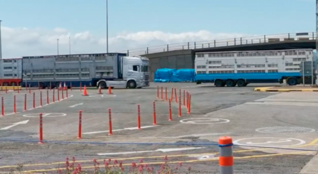 Two trucks arriving at a port with calves with blue sky in background