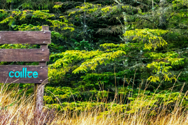 Wooden Coiltte sign with evergreen trees in the background