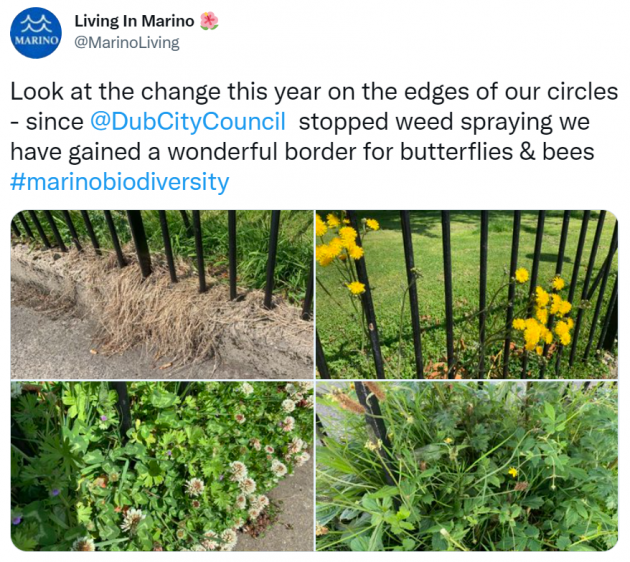 Tweet from @MarinoLiving - Look at the change this year on the edges of our circles - since @DubCityCouncil stopped weed spraying we have gained a wonderful border for butterflies & bees #marinobiodiversity. With photos of a black wrought iron fence initially with dead vegetation and then with yellow flowers and clover. 