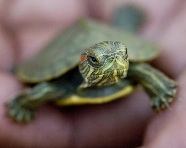 It’s Friday so here’s a slideshow of turtles from around the world