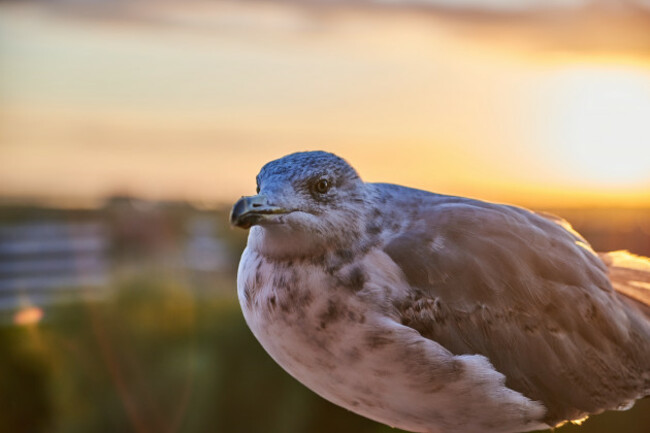 aseagullwasstaringatthecamera-seagullseagullportrait