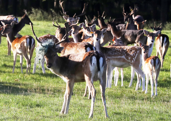 08102022-deer-in-the-phoenix-park-dublin-photo-leah-farrellrollingnews-ie