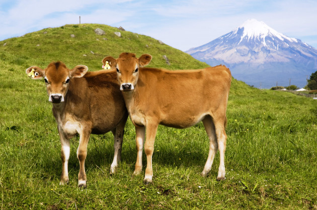 new-zealand-north-island-taranaki-dairy-cows-in-green-grassy-paddock-of-dairy-farm-mount-egmont-in-the-background