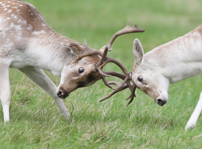 Deer Rutting 004