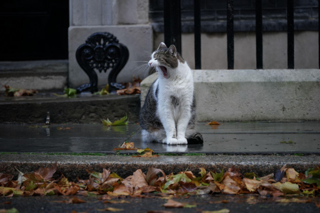 larry-the-cat-yawns-as-hes-photographed-in-downing-street-after-liz-truss-made-a-statement-where-she-announced-her-resignation-as-prime-minister-picture-date-thursday-october-20-2022