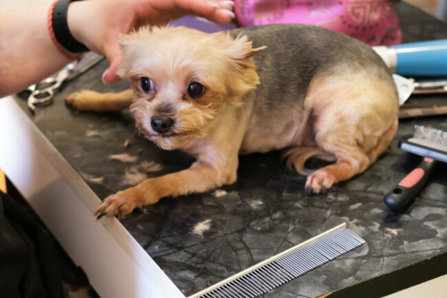 smallyorkshireterrierdogisverymuchafraidofhaircuts