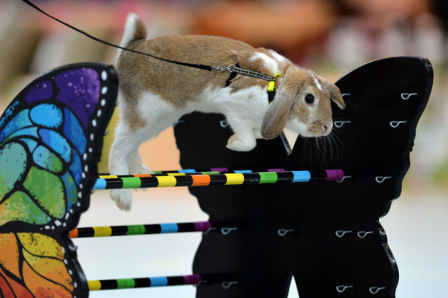 november-18-2022-jablonec-nad-nisou-czech-republic-rabbits-are-seen-jumping-over-hurdles-during-european-rabbit-hop-championships-2022-in-jablonec-nad-nisou-city-110-kilometers-north-of-prague-i