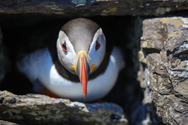 puffin-on-skellig-michael-photovalerie-osullivan