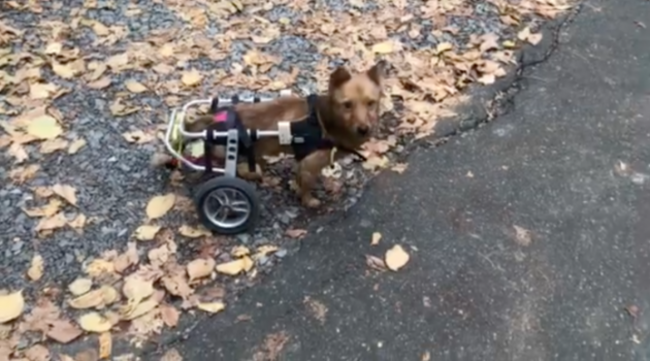 Nataliya's disabled dog in a wheelchair