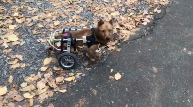 Nataliya's disabled dog in a wheelchair