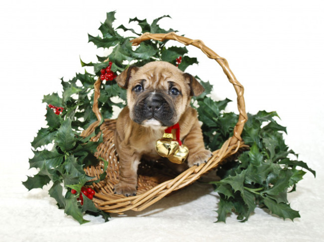 christmassharpeipuppyinabasketwithhollyon