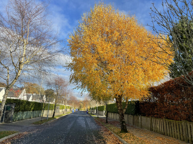 LR TREE OF GOLD_0061