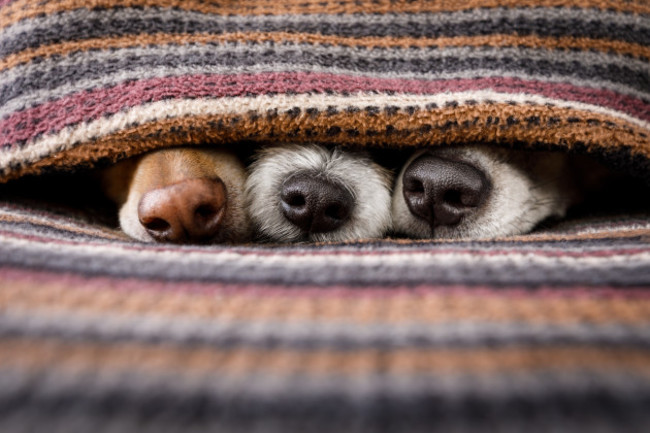 coupleofdogsinlovesleepingtogetherundertheblanket