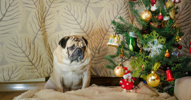 sluggish-lazy-dull-dog-at-new-year-holidays-thick-fat-pet-is-sad-beige-fawn-pug-sit-near-christmas-tree-background-is-traditional-holiday-home