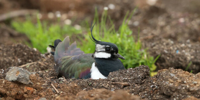 jail-sanctuary-for-threatened-birds