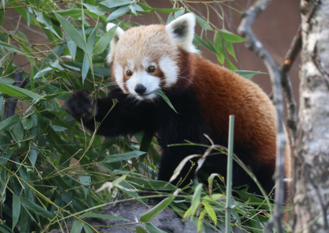 Dublin Zoo 8L5A2585_90669026