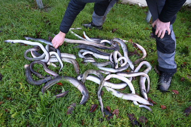 Dead eels lying on grass. O’Connor - whose arms and legs are only visible - is bending over them, holding one of the eels. 