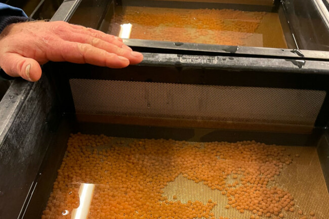 A large number of orange-coloured fish eggs lying at the bottom of two tanks of water. A hand of an ESB worker is touching the top of the tanks.