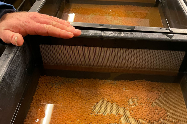 A large number of orange-coloured fish eggs lying at the bottom of two tanks of water. A hand of an ESB worker is touching the top of the tanks.