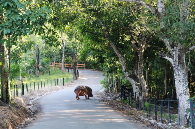 the-hippo-stands-on-the-street-at-the-hacienda-napoles-colombia-07-december-2017-the-hacienda-once-belonged-to-drug-lord-pablo-escobar-who-set-up-a-private-zoo-here-hippo-vanessa-has-a-pond-for-he