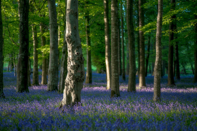 forest-floor-covered-with-blooming-bluebells-in-tollymore-forest-park-northern-ireland