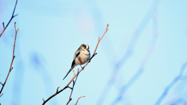 Long-tailed Tit