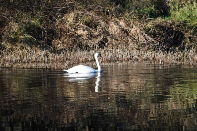 Swan