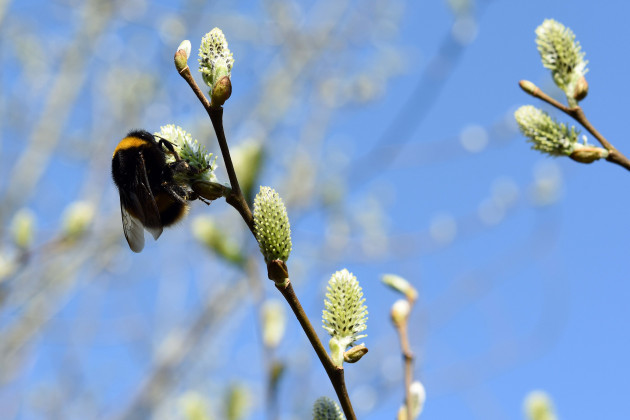 Bumblebee on Willow tree