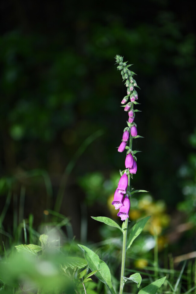 Foxglove Wildflower