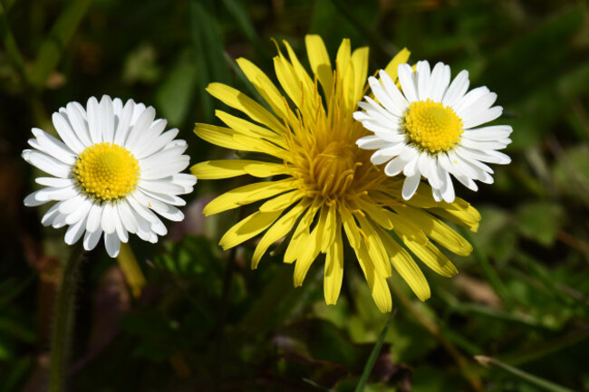 Daisies and Dandelions