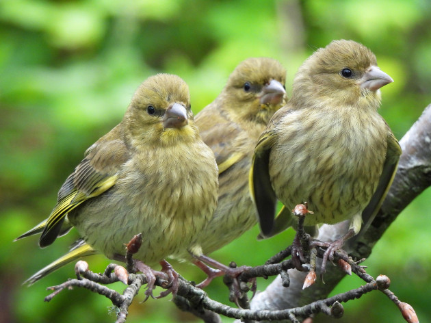 Baby Greenfinches