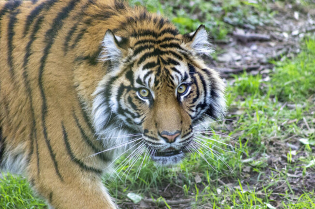 fota-wildlife-park-announced-a-new-critically-endangered-sumatra