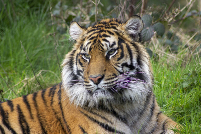 fota-wildlife-park-announced-a-new-critically-endangered-sumatra