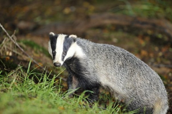 It's Friday so here's a slideshow of badgers from around the world