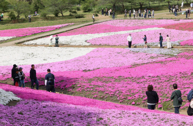 chichibu-japan-23rd-apr-2023-people-enjoy-to-see-fully-bloomed-moss-phlox-flowers-at-the-hitsujiyama-park-in-chichibu-western-tokyo-on-sunday-april-23-2023-some-40000-moss-phlox-flowers-of-10