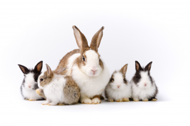 adorablemotherwithfourbabyrabbitsportraitonisolatedonwhite