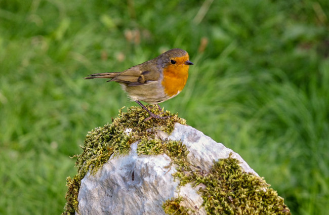 Dawn Chorus Morning National Park6