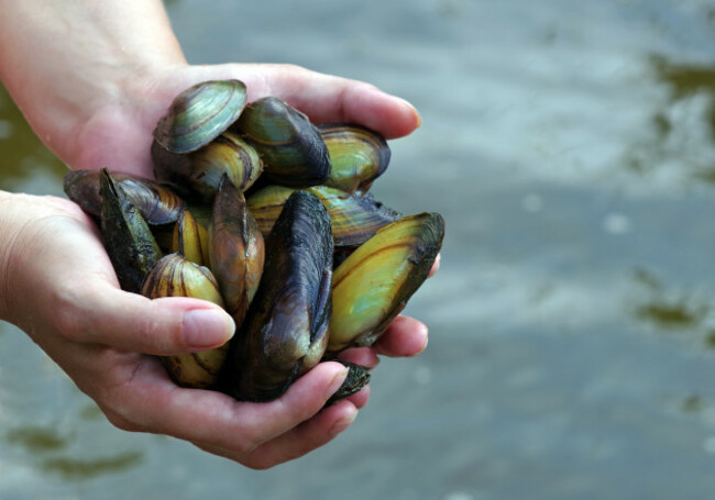 freshwaterpearlmussels-rivershellsinhands