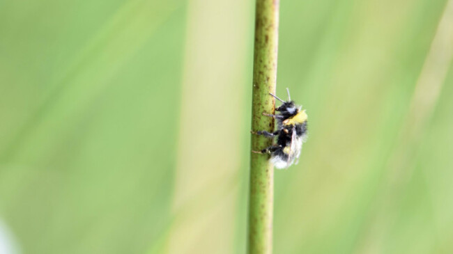 Small Bumblebee