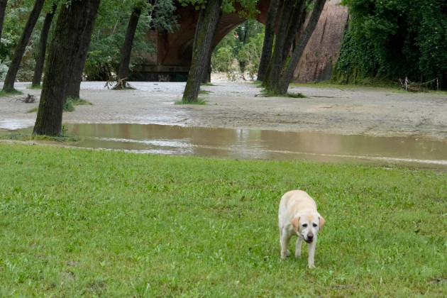a-dog-walks-past-the-swollen-santerno-river-in-imola-italy-wednesday-may-17-2023-the-weekends-emilia-romagna-grand-prix-in-imola-has-been-canceled-because-of-deadly-floods-formula-one-said-it
