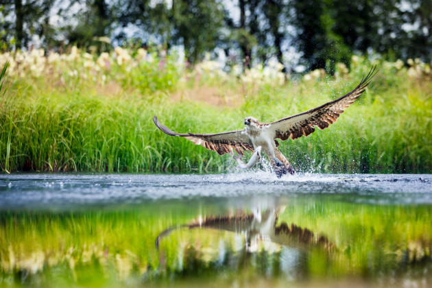osprey-rising-from-a-lake-after-catching-a-fish