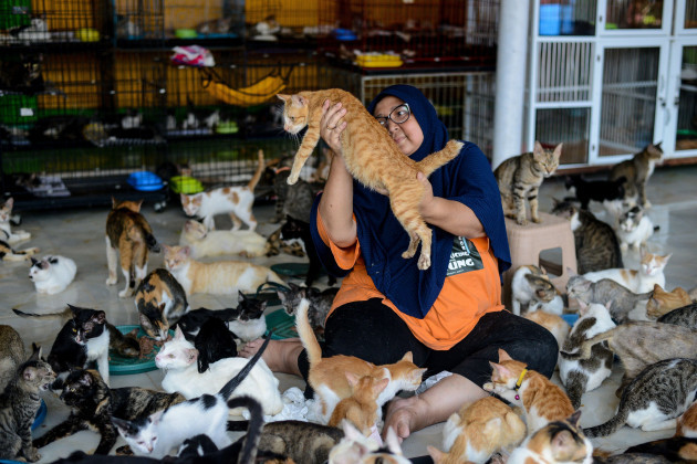 bogor-west-java-indonesia-23rd-may-2023-dita-agusta-plays-with-a-cat-after-feeds-for-cats-at-a-cat-shelter-called-rumah-kucing-parung-in-bogor-dita-agusta-established-the-shelter-for-stray-and-a
