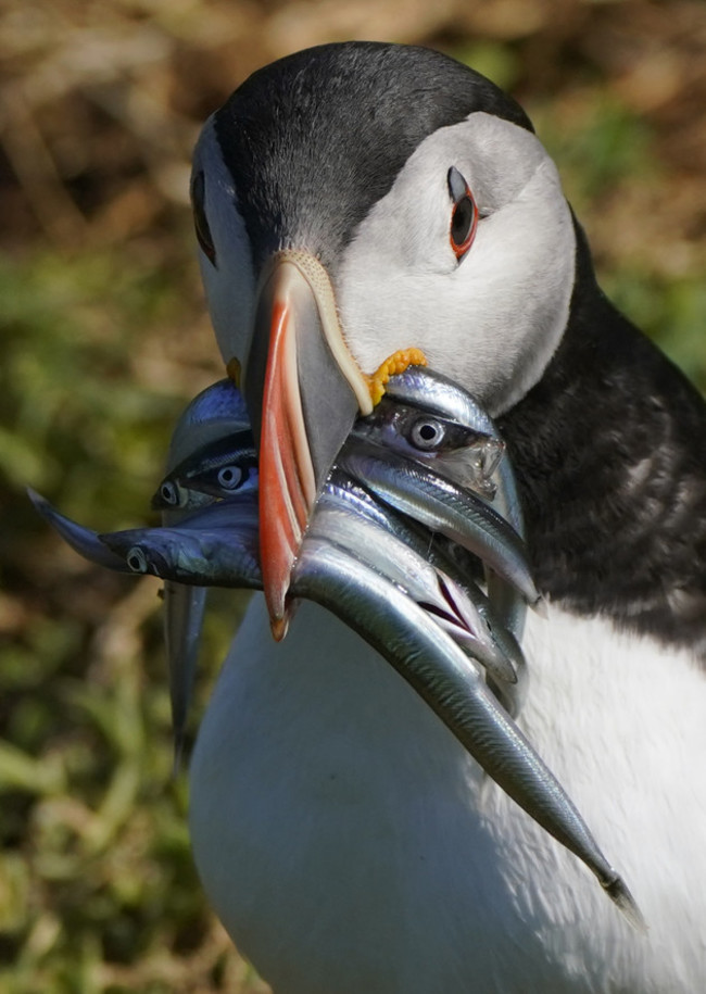 puffins