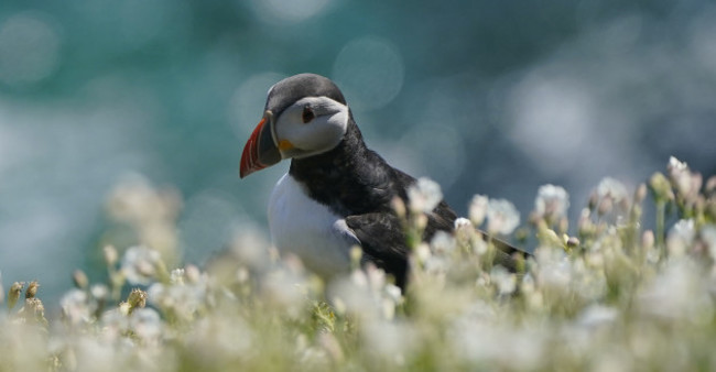 puffins