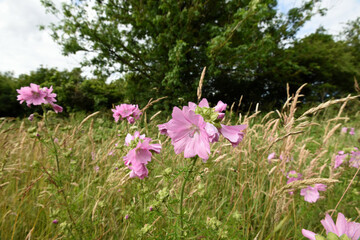 Musk Mallow wildflower
