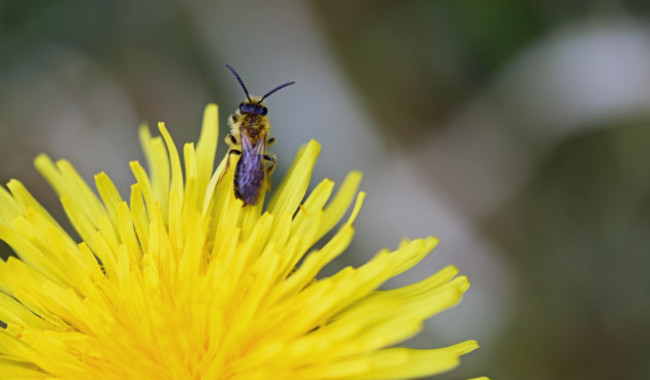Solitary Bee on Dandelion